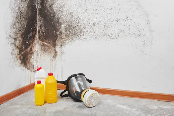 Best Crawl Space Mold Removal  in Walls, MS