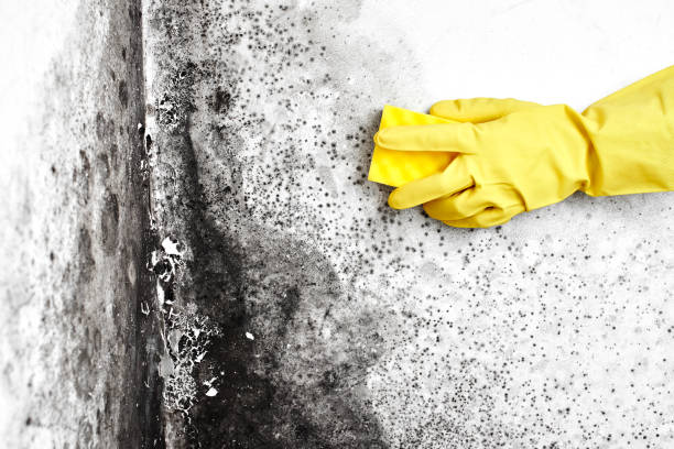 Best Mold Testing  in Walls, MS