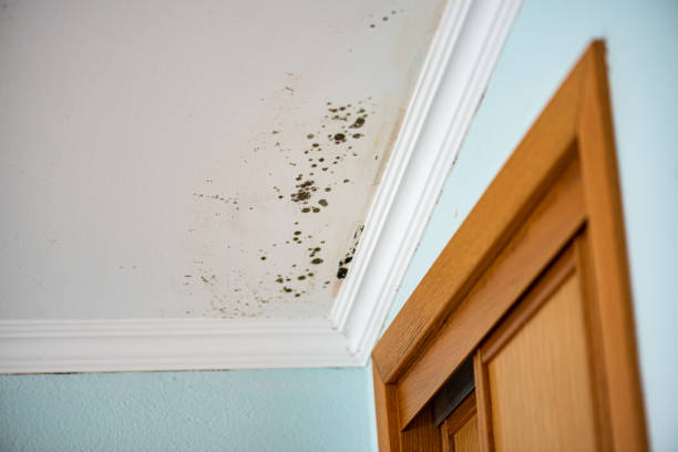 Best Best Mold Removal Companies  in Walls, MS