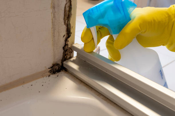 Attic Mold Removal in Walls, MS