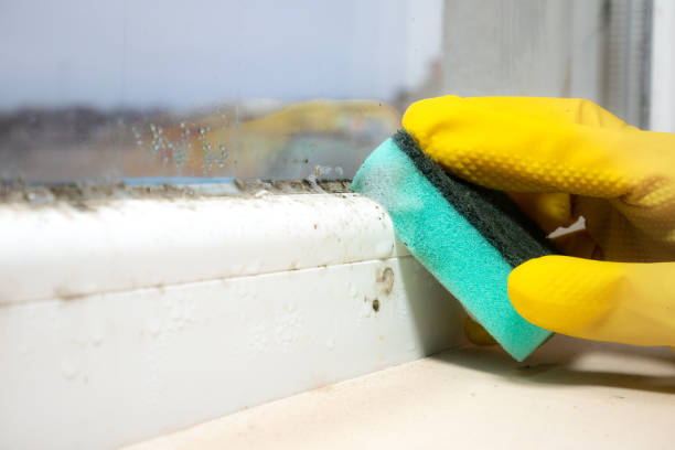 Best Affordable Mold Removal  in Walls, MS