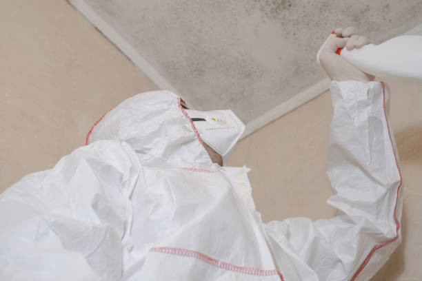 Best Local Mold Removal Service  in Walls, MS