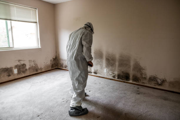 Walls, MS Mold Removal Company