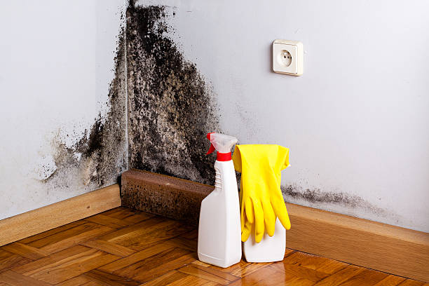 Best Mold Cleaning Services  in Walls, MS