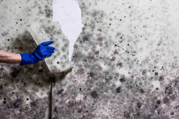 Best Attic Mold Removal  in Walls, MS