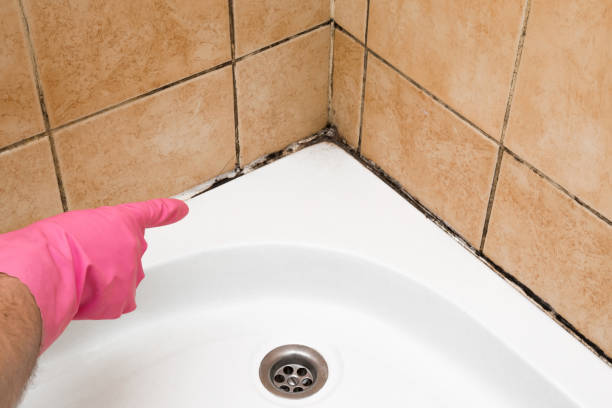 Best Black Mold Removal  in Walls, MS
